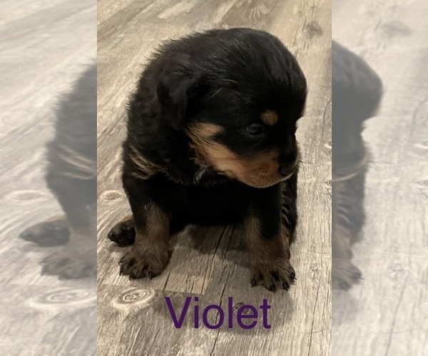 Medium Photo #1 Rottweiler Puppy For Sale in FAYETTEVILLE, PA, USA