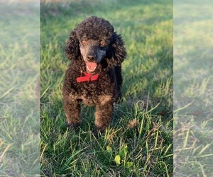 Father of the Whoodle (Miniature) puppies born on 11/15/2025