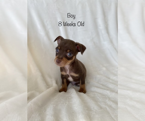 Medium Photo #1 Chihuahua Puppy For Sale in DEWITT, VA, USA
