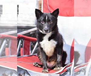 Border Collie-Unknown Mix Dogs for adoption in Brewster, NY, USA