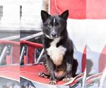 Small Border Collie Mix
