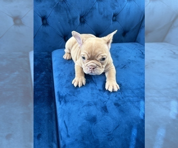 Medium Photo #18 English Bulldog Puppy For Sale in WASHINGTON, DC, USA
