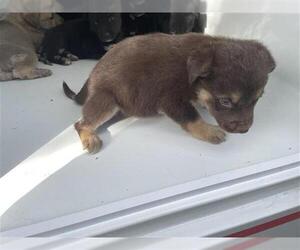 Siberian Husky-Unknown Mix Dogs for adoption in Houston, TX, USA