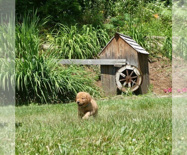 Medium Photo #3 Golden Retriever Puppy For Sale in WOLCOTT, VT, USA