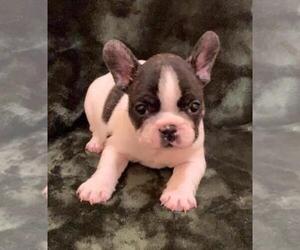 French Bulldog Puppy for sale in JOHNS ISLAND, SC, USA