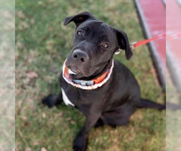 Medium Photo #6 Labrador Retriever-Unknown Mix Puppy For Sale in San Diego, CA, USA