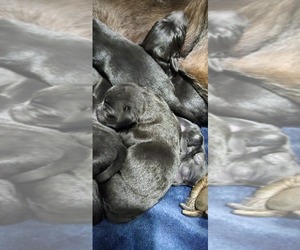 Labrador Retriever Puppy for sale in MEDFORD, OR, USA