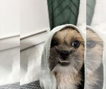 Small #5 Shih Tzu