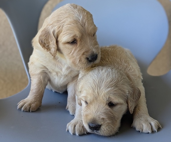 Medium Photo #1 Golden Retriever Puppy For Sale in SACRAMENTO, CA, USA