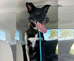 Small #2 Australian Kelpie-Labrador Retriever Mix
