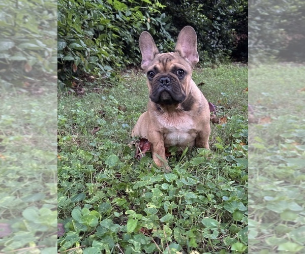 Medium Photo #2 French Bulldog Puppy For Sale in MARIETTA, GA, USA