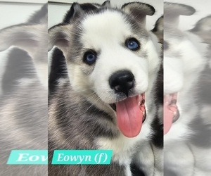 Siberian Husky Puppy for sale in DADE CITY, FL, USA
