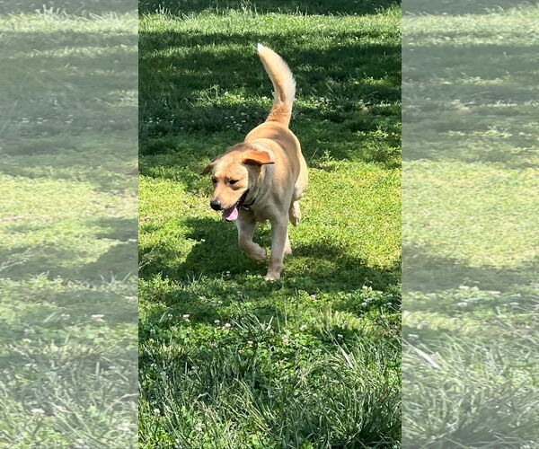 Medium Photo #2 Labrador Retriever Puppy For Sale in Dana Point, CA, USA