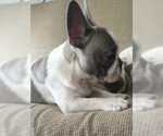 Small Photo #10 French Bulldog Puppy For Sale in BLUE MOUND, TX, USA