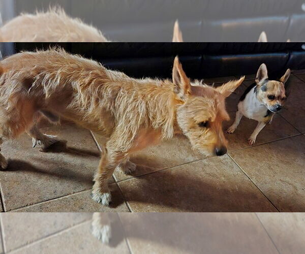 Medium Photo #2 Norfolk Terrier-Unknown Mix Puppy For Sale in San Antonio, TX, USA