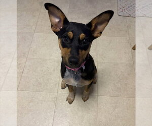 Zeppelin (Rock Star Litter) - Female German Shepherd Dog-Unknown Mix Dog for Adoption - Photo #3