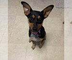 Small Photo #3 German Shepherd Dog-Unknown Mix Puppy For Sale in Brewster, NY, USA