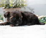Puppy 6 Shorkie Tzu