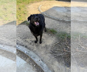 Mutt Dogs for adoption in Jackson, MS, USA