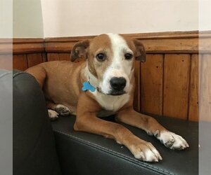 Beagle-Mountain Cur Mix Dogs for adoption in Minneapolis, MN, USA