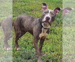 Small #5 American Pit Bull Terrier