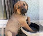 Small #2 Labrador Retriever Mix
