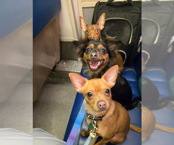 Medium Photo #3 Chihuahua-Unknown Mix Puppy For Sale in Brewster, NY, USA