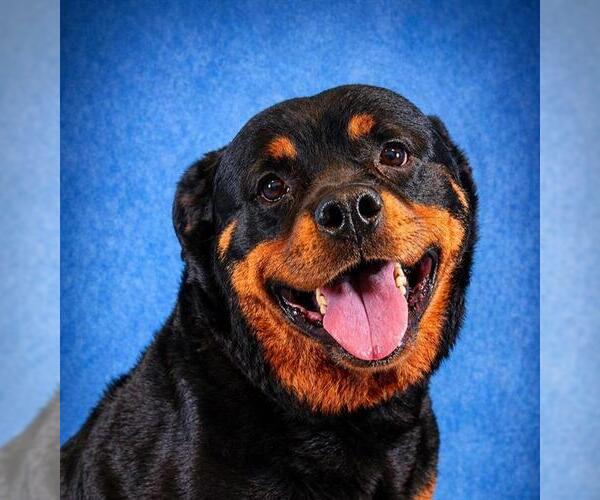 Medium Photo #2 Rottweiler Puppy For Sale in Pearland, TX, USA