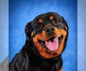CALLIE - Female Rottweiler Dog for Adoption - Photo #2