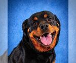 Small #1 Rottweiler