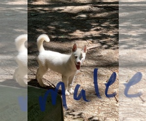 Siberian Husky Puppy for sale in WILLIAMSBURG, VA, USA