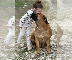 Mutt Dogs for adoption in Oak Bluffs, MA, USA