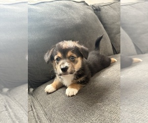 Pembroke Welsh Corgi Puppy for sale in OAKLEY, CA, USA