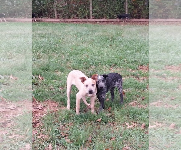 Medium Photo #3 Mutt Puppy For Sale in Garden City, NY, USA