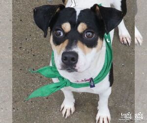 Beagle-Unknown Mix Dogs for adoption in Washington, DC, USA