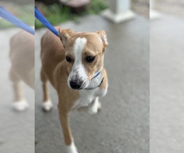 Medium Photo #2 Mutt Puppy For Sale in Evansville, IN, USA