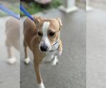 Small #1 Mutt