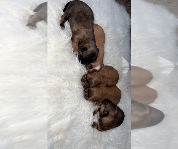 Medium Photo #1 Shih Tzu Puppy For Sale in TULARE, CA, USA