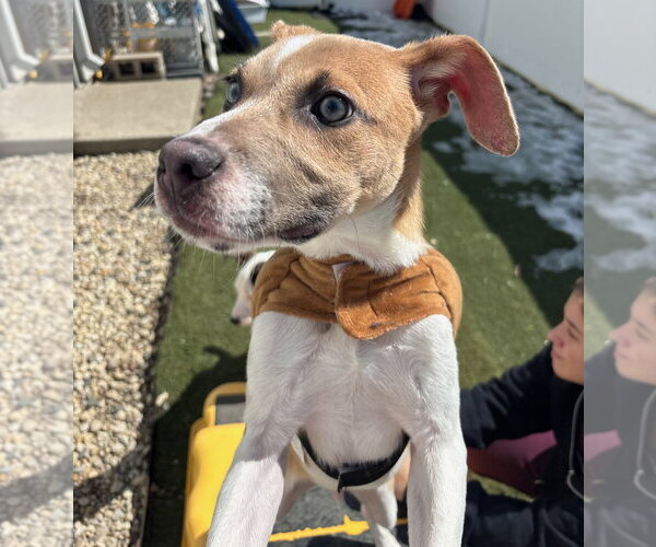 Medium Photo #2 American Pit Bull Terrier-Labrador Retriever Mix Puppy For Sale in GILBERTS, IL, USA