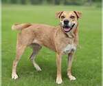 Small #2 Labrador Retriever Mix