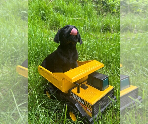 Medium Photo #4 Golden Labrador Puppy For Sale in SAYRE, PA, USA