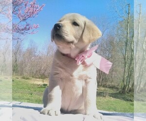 Labrador Retriever Puppy for sale in LINDEN, TN, USA