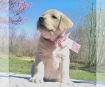 Small Photo #1 Labrador Retriever Puppy For Sale in LINDEN, TN, USA