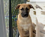 Small #2 Catahoula Leopard Dog Mix