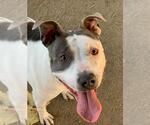 Small #1 American Pit Bull Terrier Mix