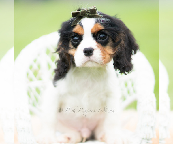 Medium Photo #3 Cavalier King Charles Spaniel Puppy For Sale in WARSAW, IN, USA