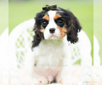 Small #2 Cavalier King Charles Spaniel