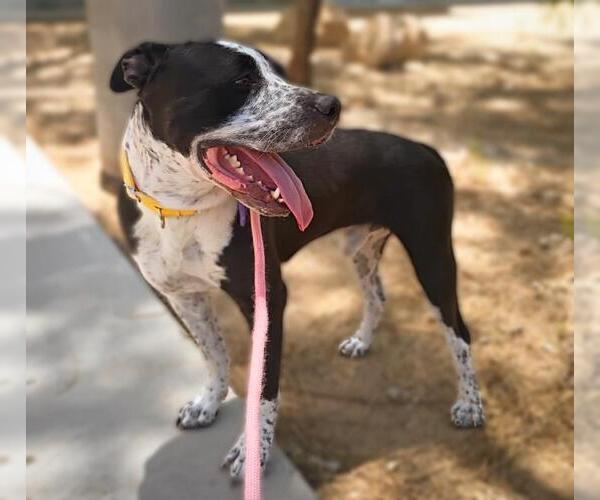 Medium Photo #2 American Pit Bull Terrier-Unknown Mix Puppy For Sale in Las Vegas, NV, USA