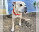 Small #3 American Staffordshire Terrier Mix