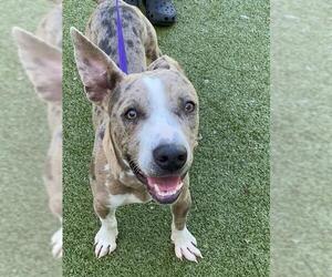Mutt Dogs for adoption in Fayetteville, NC, USA